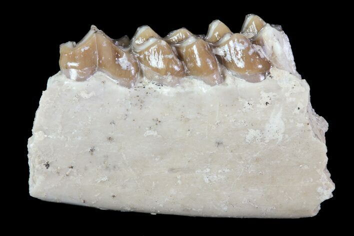Oligocene Ruminant (Leptomeryx) Jaw Section #70086
